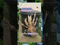 "Capitnya Lebih Kuat dari Singa?! 🦁🦀"#FaktaUnik #KepitingKelapa #Kepiting #FaktaHewan#viral#trending