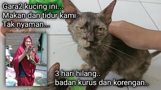 Astaghfirullah ❗ Kucing Hilang 3 Hari, Setres dan Sedihnya Luar Biasa by Sahabat Meongers 1,124 views 2 months ago 20 minutes