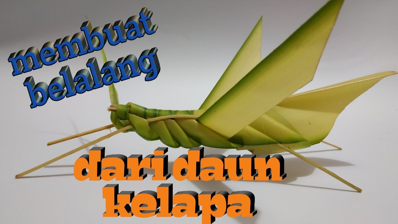  Cara  membuat  belalang dari  daun  kelapa YouTube