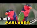 El LORO mas BONITO HABLANDO!!  Lory Tricolor Divertido e Imitando Sonidos