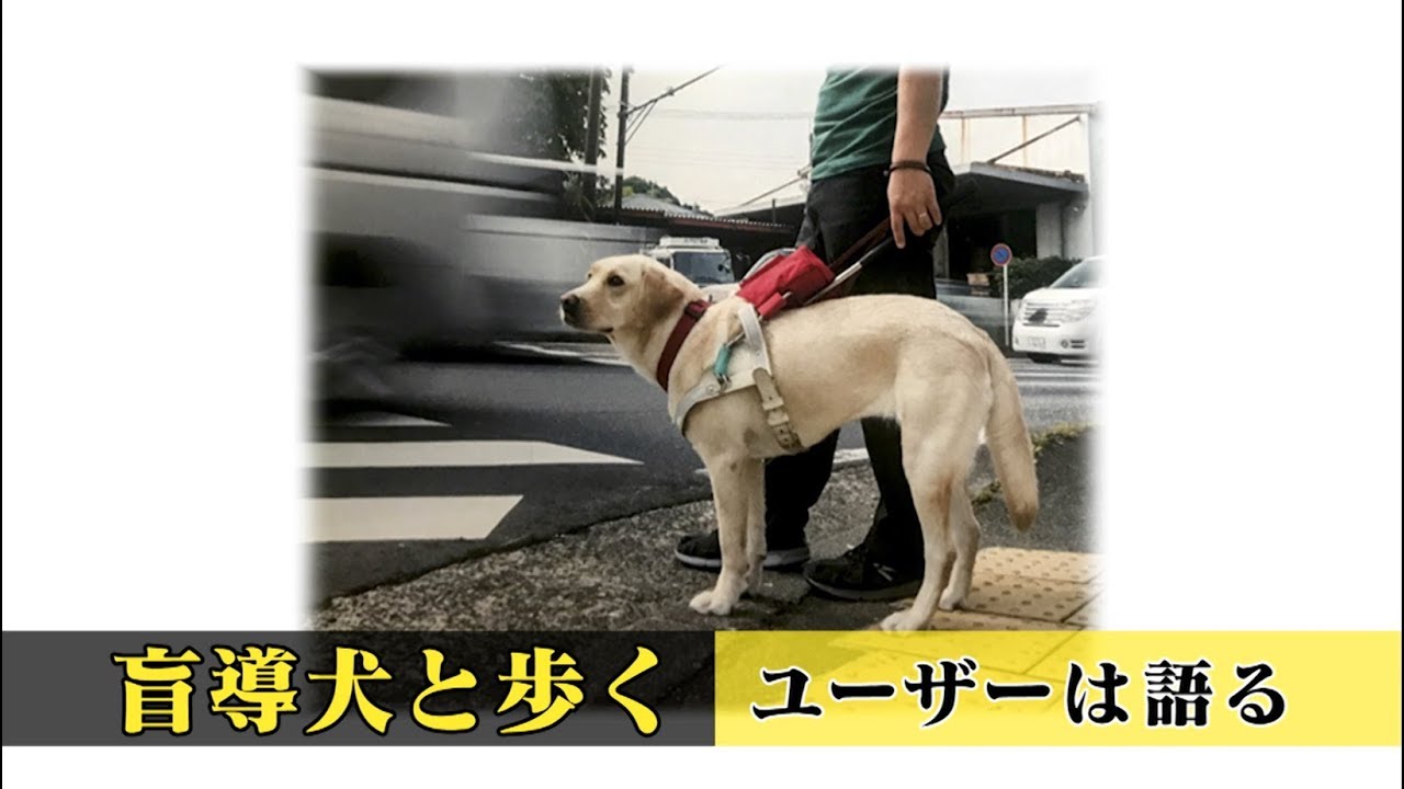 人と盲導犬が笑顔で歩く社会へ 教育用 盲導犬の基礎知識と私たちにできること Youtube