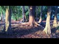 Grove Stomping at Wyndemere Country Club | Naples, FL | 4/13/2018