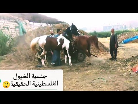 جنسية الخيول الفلسطينية ولماذا س ميت بهذا الأسم وماهو موطنها الأصلي وكيف دخلت مصر