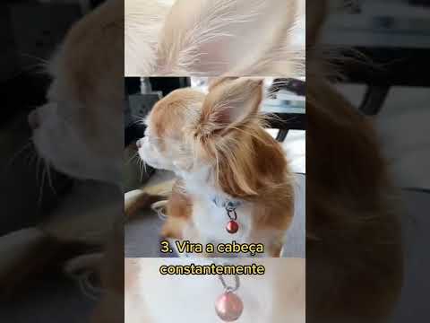 Vídeo: 5 sinais de que seu cão pastor de Shetland está estressado