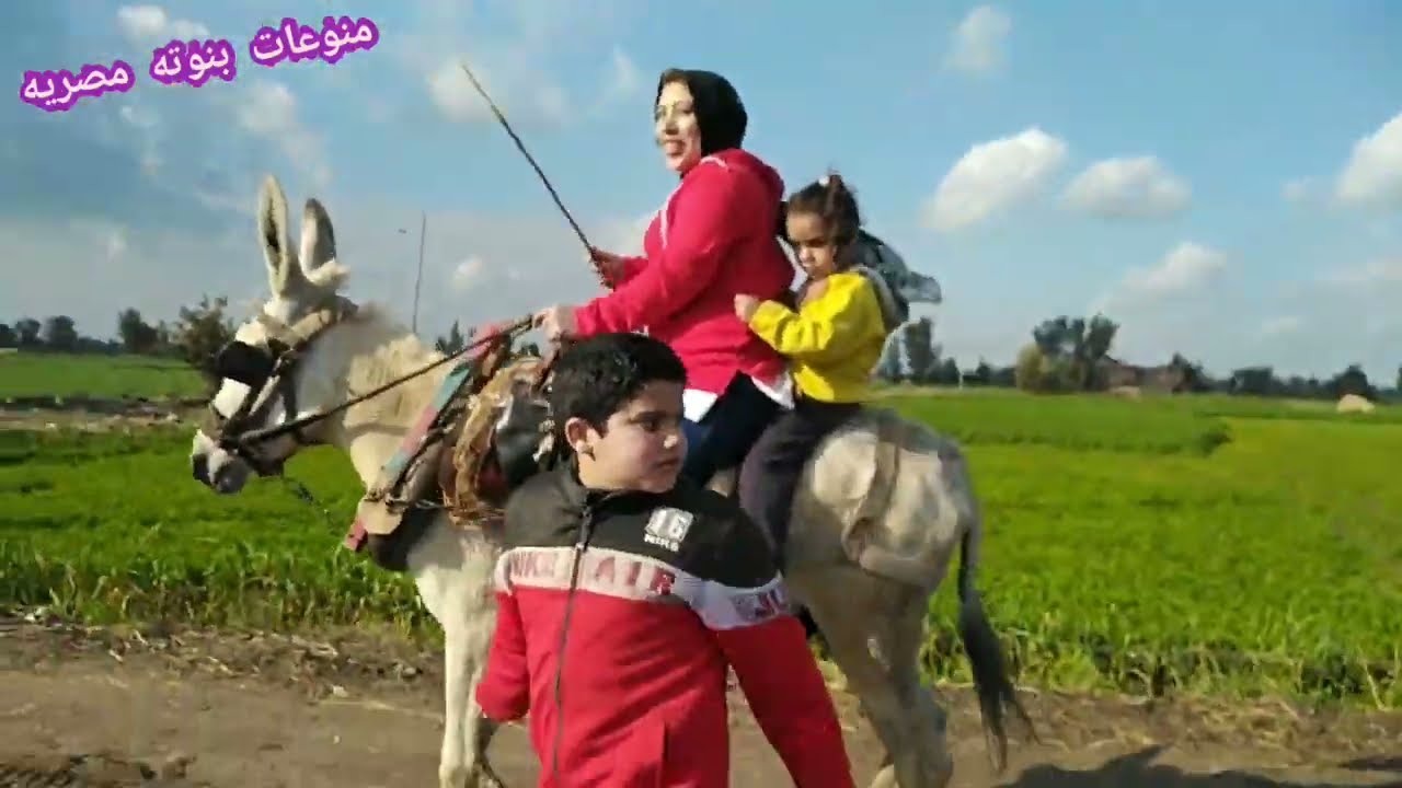 ركبت الحمار وسوقته لوحدي فالغيط واخدت بنت اخويا ورايا ورحنا جبنا سجاير من العزبه والعيال زفتنا😭🦓