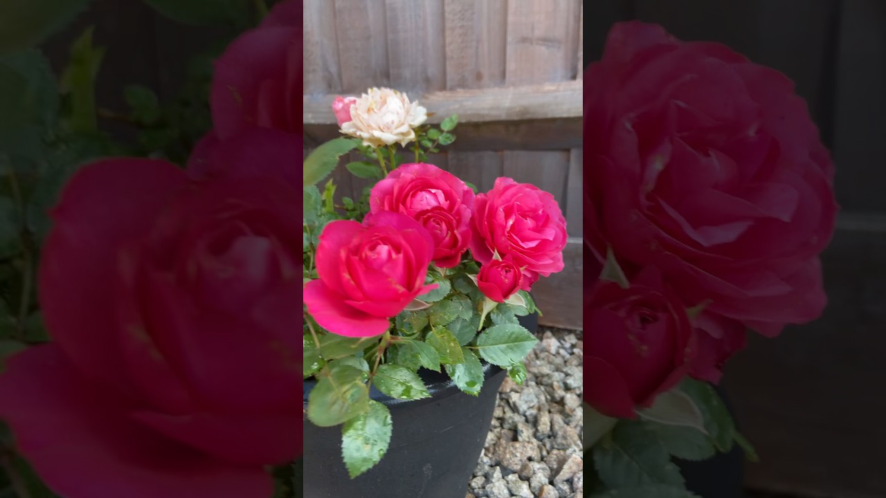 Rose flower 🌷 🌹🥀