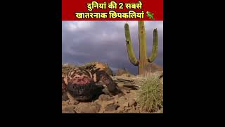 World&#39;s🌍 2 biggest and most dangerous lizards🦎||  #shortvideo || #flyinggoecko