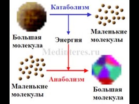 რა არის ანაბოლიზმი, კატაბოლიზმი და მეტაბოლიზმი.