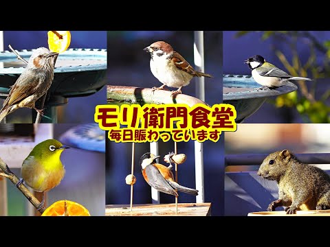 モリ衛門食堂 毎日賑わっています #タイワンリス#メジロ#スズメ#ヤマガラ#ヒヨドリ#シジュウカラ