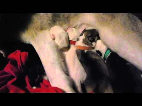 1 Day Old