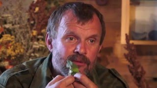 Травовед. Копытень. Рассказывает Моряков Сергей Викторович Травовед. Копытень. Рассказывает Моряков Сергей Викторович