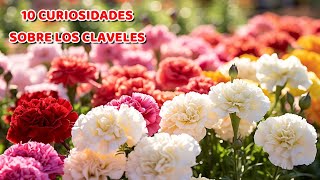 10 Curiosidades INCREÍBLES sobre los CLAVELES  || #10curiosidadessobrefaunayflora