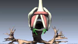 Larynx - Ligaments, Membranes, Vocal Cords - 3D Anatomy Tutorial