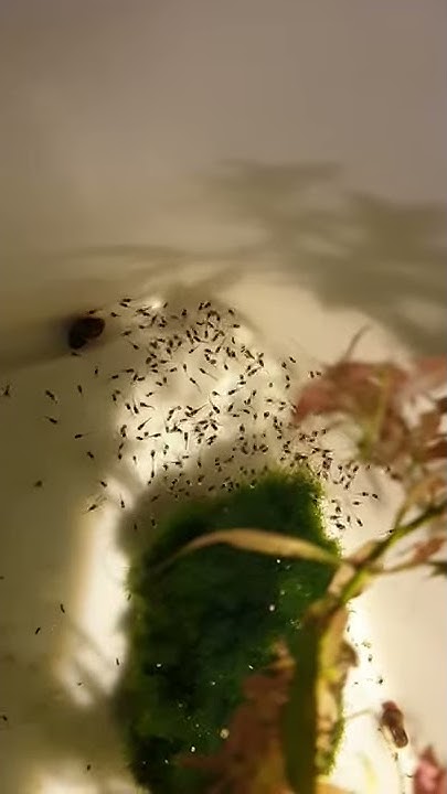 WETAQUA Paretroplus damii YouTube