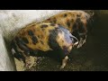 Small backyard hog raiser