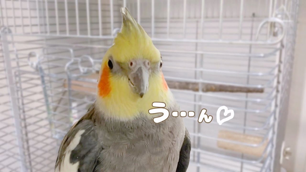 イタズラをしてママに叱られる懲りないオカメインコこはく Youtube