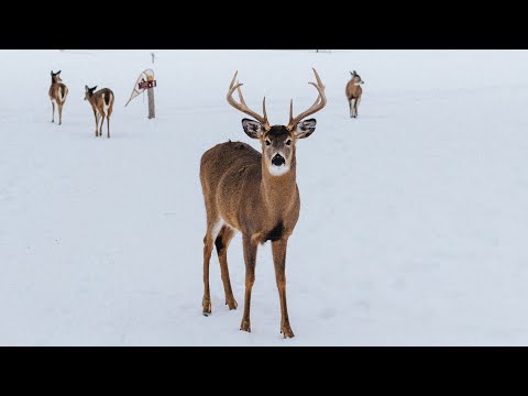 geyik videoları - çocuklar için hayvan videoları