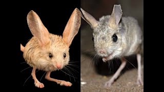 Jerboa Is Basically A Real Life Pokémon