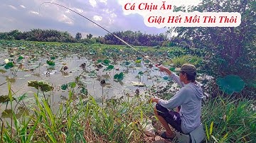 Một Khi Cá Rô Phi Đã Chịu Ăn Rồi Thì Xác Định Giật Liên Tục Hết Mồi Thì Thôi