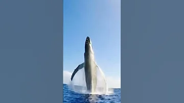 شاهد أكبر قفزه للحوت الازرق 