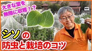 4月のシソ栽培方法 家庭菜園や農園で防腐 乾燥 害虫対策で無限に大きなシソを育てる大事なポイント 収穫後に香りを維持する方法もご紹介 大葉 紫蘇 Youtube