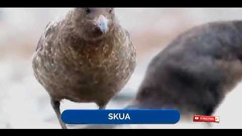 11 Most Amazing Bird Attacks