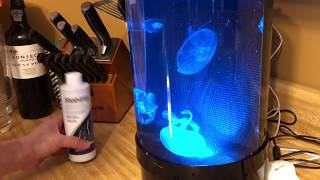 Moon Jellyfish Art Nano Tank  50 Percent Water Change