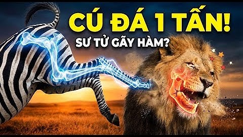 CÚ ĐÁ "TỬ THẦN": Khi Ngựa Vằn Dạy Sư Tử Một Bài Học Nhớ Đời!