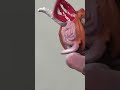 Miniature face painting #miniature #painting #face #fyp thumbnail
