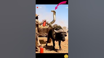 Giant Python Attacks Buffalo 😱 | Unbelievable Survival Battle! #youtubeshorts #animals #shorts