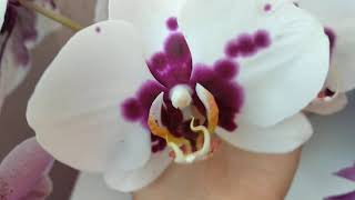 Августовское цветение моих орхидеи, которые  оказались самыми стойкими к жаре.