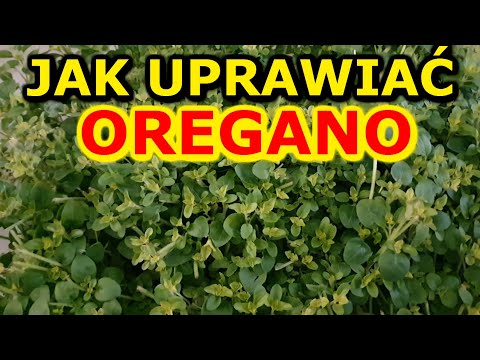 Wideo: Rozmnażanie sadzonek oregano: jak sadzić sadzonki oregano