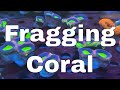 4000 Litre Saltwater Tank Mega Build | Fragging Coral - Part 17