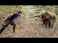 Wild elephant recognizes the veterinarian who treated him 12 years ago. Take a look at what he did