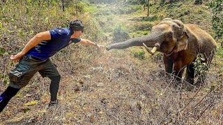 Wild elephant recognizes the veterinarian who treated him 12 years ago. Take a look at what he did