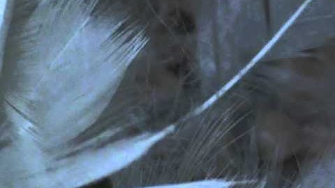 Tree Swallow Diary 2011 Part 7 - Hatchlings