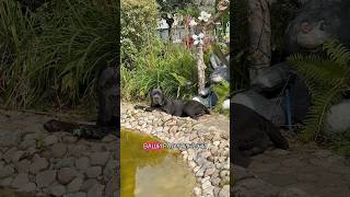 Как проходят ваши рабочие дни #собака #dog #юмор #канекорсо
