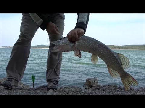 Щука. Донка на резиновым амортизатором.