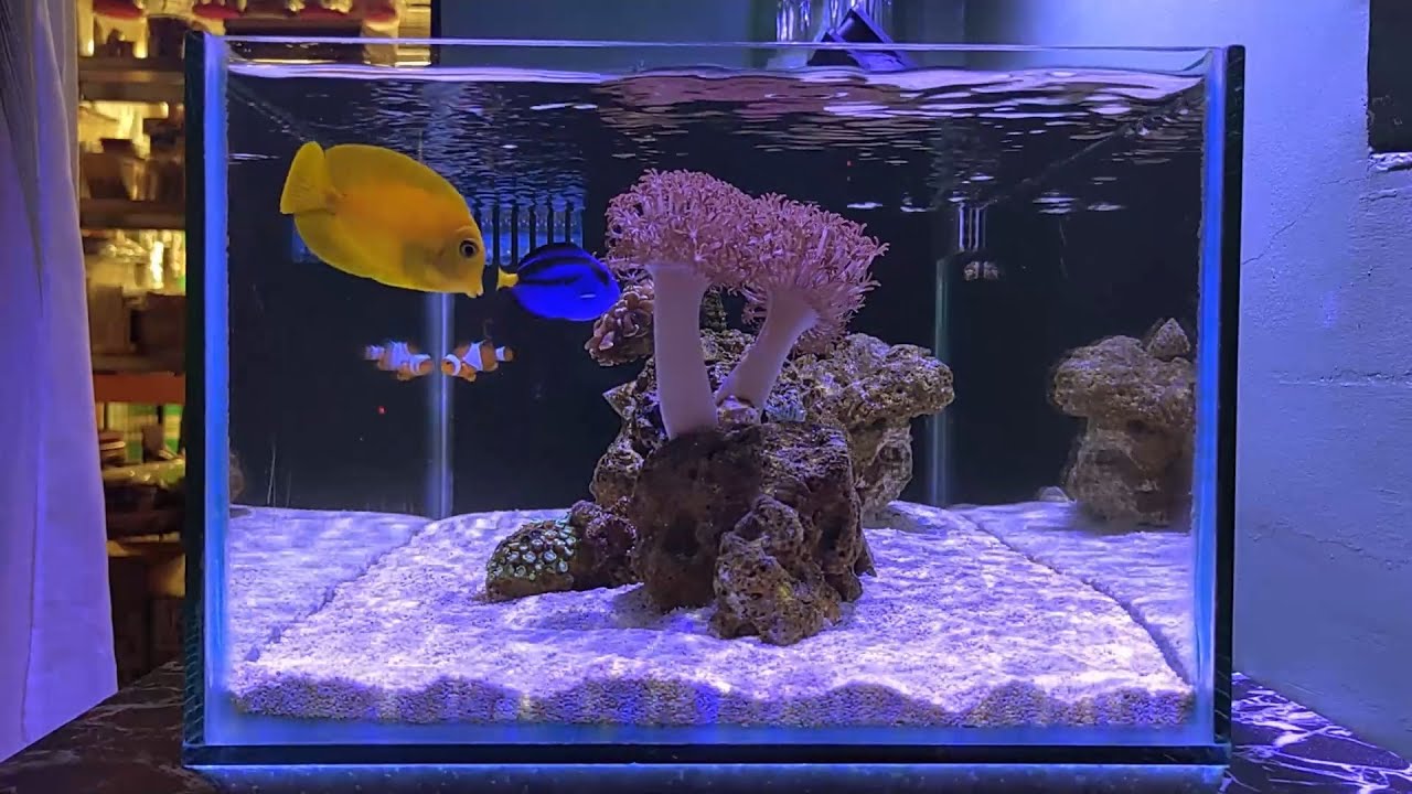 Photo inspiration: Gallery Detail: Weekly Maintenance DIY Aio Shallow Nano Reef Tank Episode 12