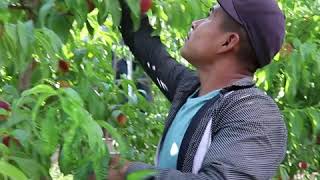 Palisade Colorado Is Perfect for Peach Growers