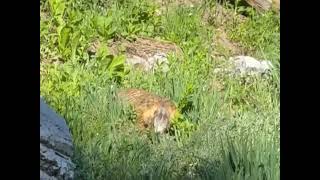 Marmot munching in Alta meadow
