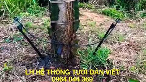 BÉC TƯỚI CHỐNG CÔN TRÙNG, MỖI LẦN TƯỚI 500-1000 GỐC CÂY