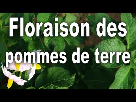 Vidéo: Faut-il Cueillir Des Fleurs De Pomme De Terre ?