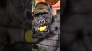 Peppers Are One Of His Favourites!  #Gorilla #Asmr #Mukbang #Eating