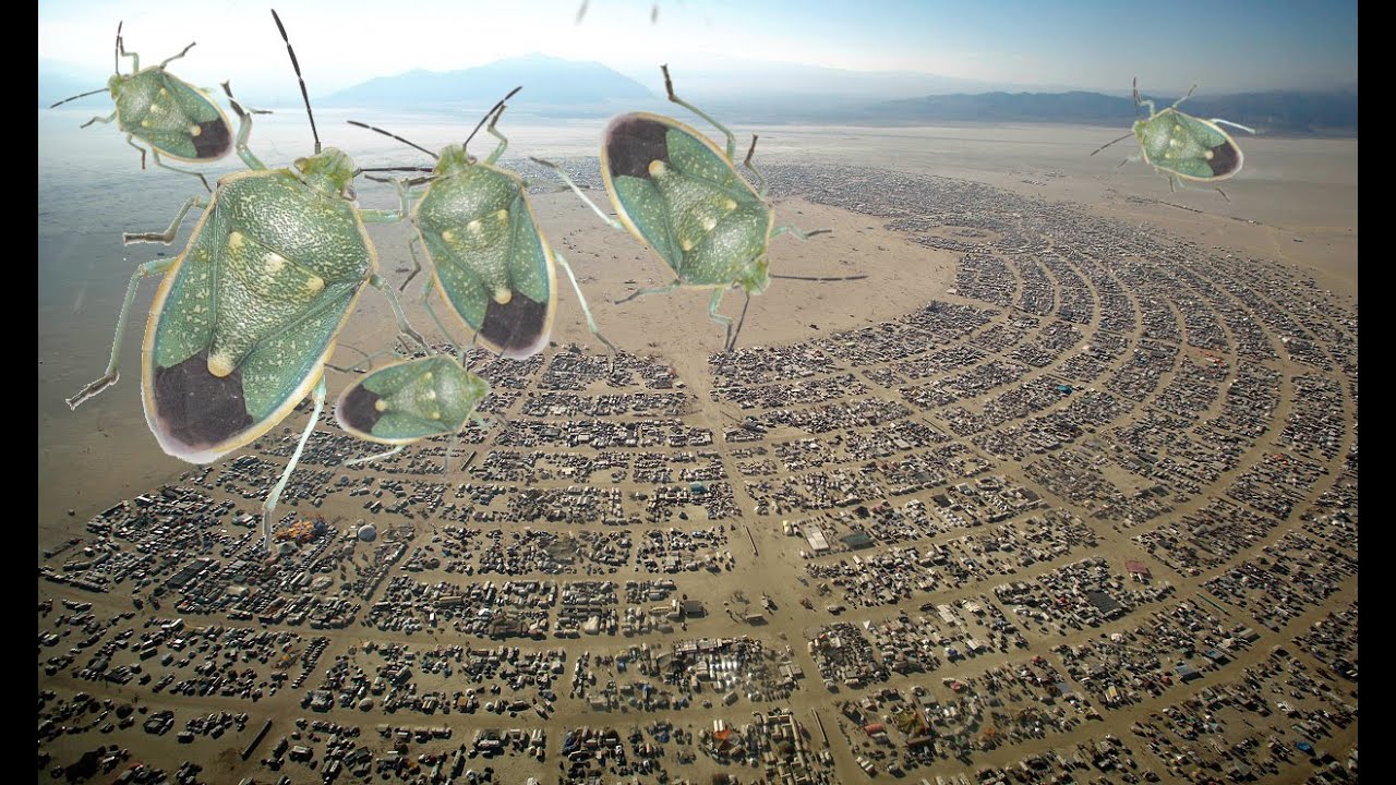 The Burning Man Festival 2015 Insect Plague Jehovah God Sent 2 The Hedonists!‏