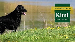 Kimi - Flat Coated Retriever, First Proper Swim in 2021 by Tomas Kypena 871 views 2 years ago 1 minute, 47 seconds
