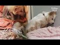After Losing Her Pup, Mother Dog Lost The Will To Live... (Part 1) | Kritter Klub