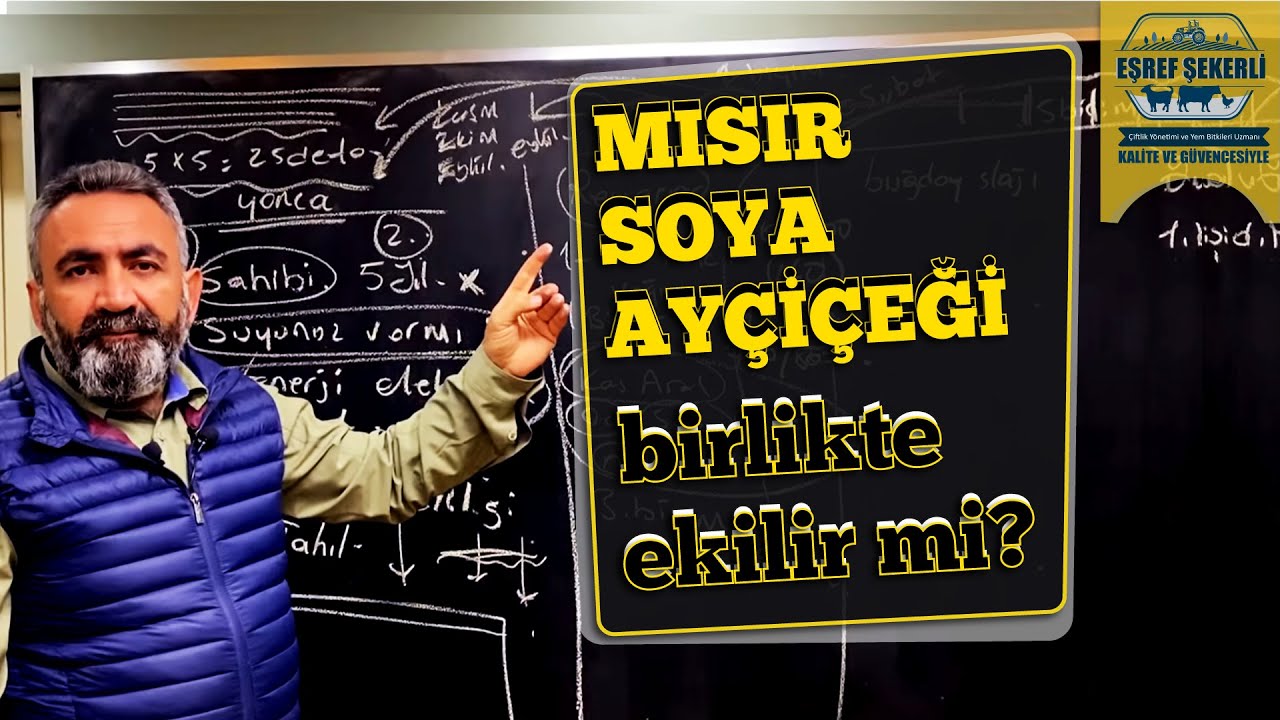 Mısır - Soya Veya Mısır - Ayçiçeği Beraber Ekilebilir mi? #Mısır #Soya #Ayçiçeği