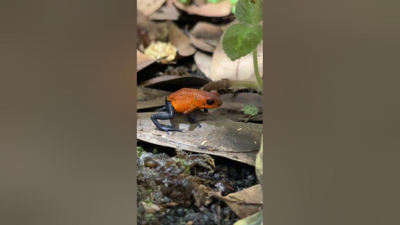 blue-jeans-poison-dart-frog-eating-springtails-oophaga-pumilio