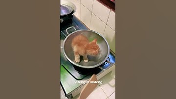 Thumbnail of LAGI VIRAL MASAK KUCING SAMPAI GOSONG!!